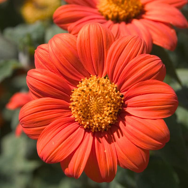 Organic Mexican Sunflower (1/4 lb)