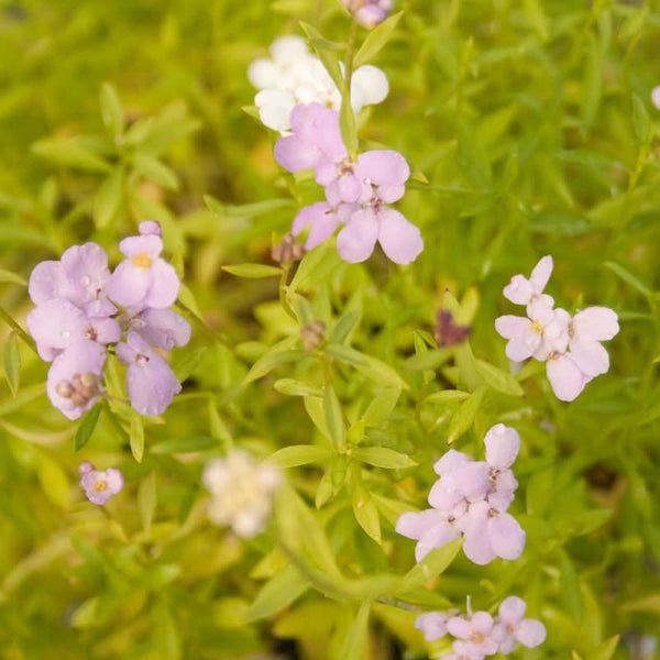 Organic Candytuft, Dwarf (1/4 lb)