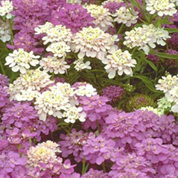 Organic Candytuft, Dwarf (1/4 lb)