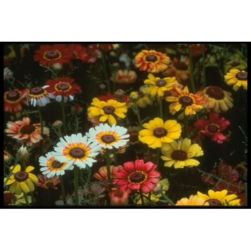 Organic Daisy, Tricolor Mix (1/4 lb)