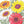 Organic Daisy, Tricolor Mix (pack)