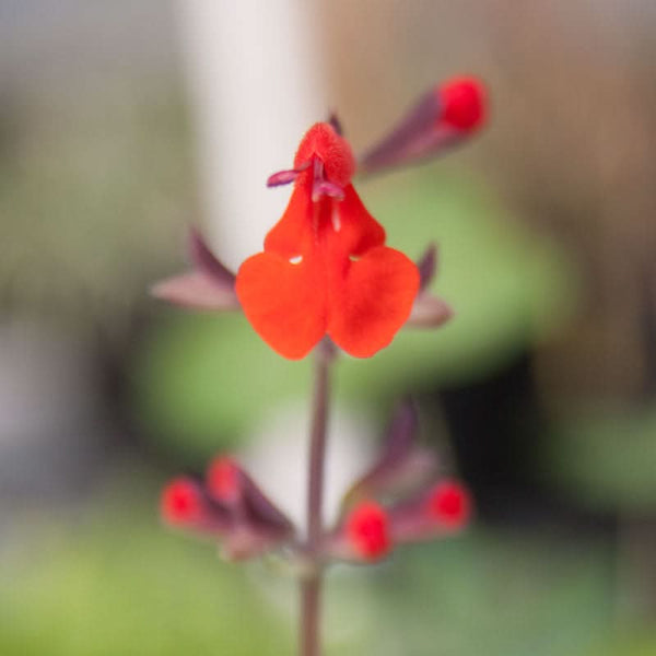 Organic Scarlet Sage Seeds For Planting (pack)