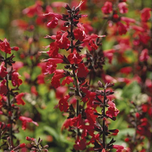 Organic Scarlet Sage Seeds For Planting (pack)