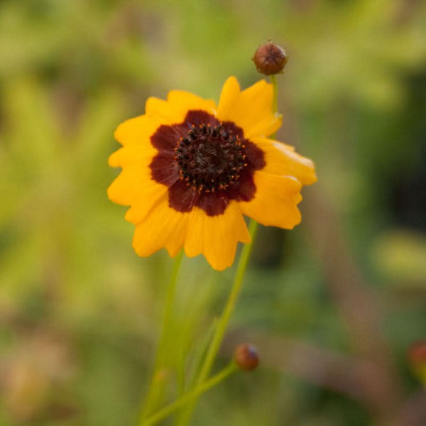 Organic Coreopsis, Plains (1/4 lb)