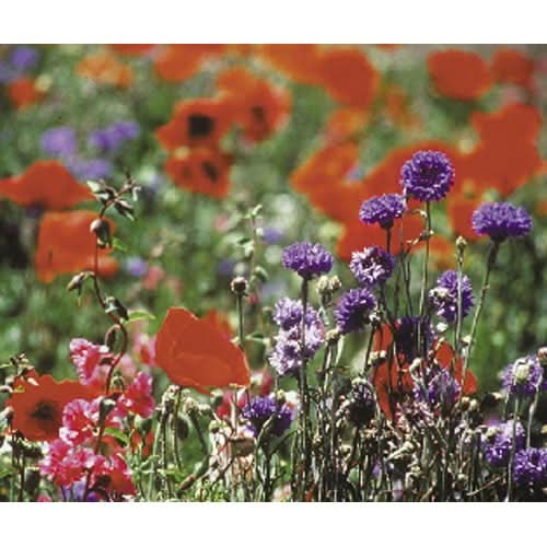 Organic North American Shade Wildflower Mix (lb)