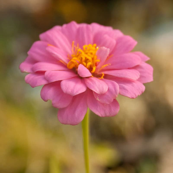 Organic California Mix Zinnia Seeds For Planting (lb)