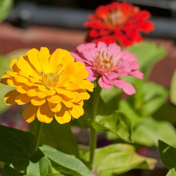 Organic California Mix Zinnia Seeds For Planting (lb)