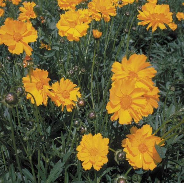 Organic Coreopsis, Lance-Leaved (pack)