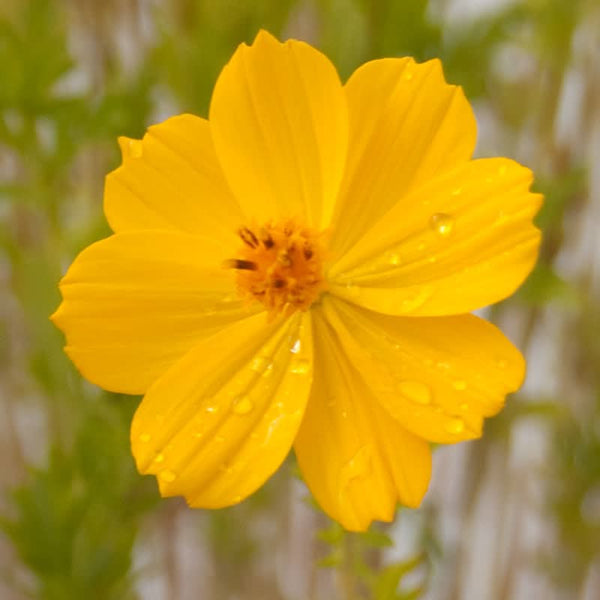 Organic Cosmos, Yellow (pack)