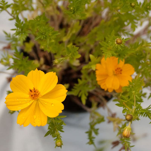 Organic Cosmos, Yellow (pack)