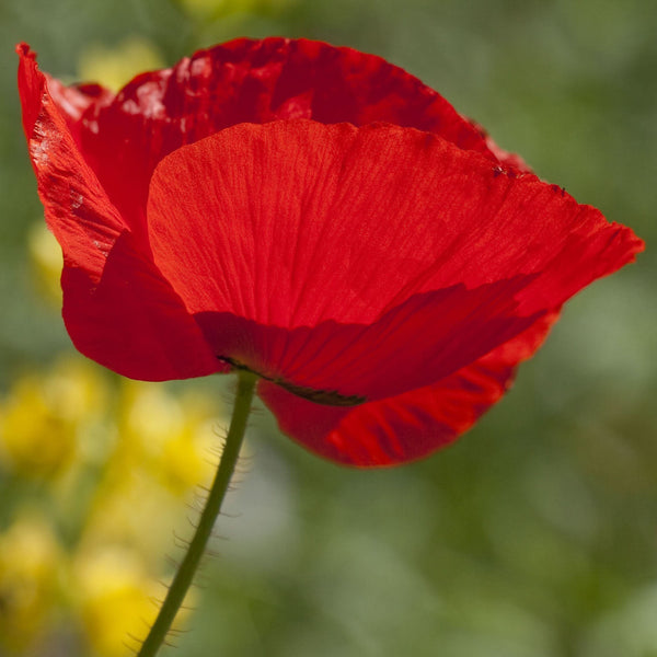 Organic Corn Poppy