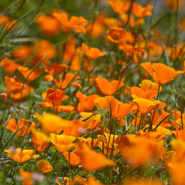 Organic California Golden Poppy Seeds For Planting (pack)