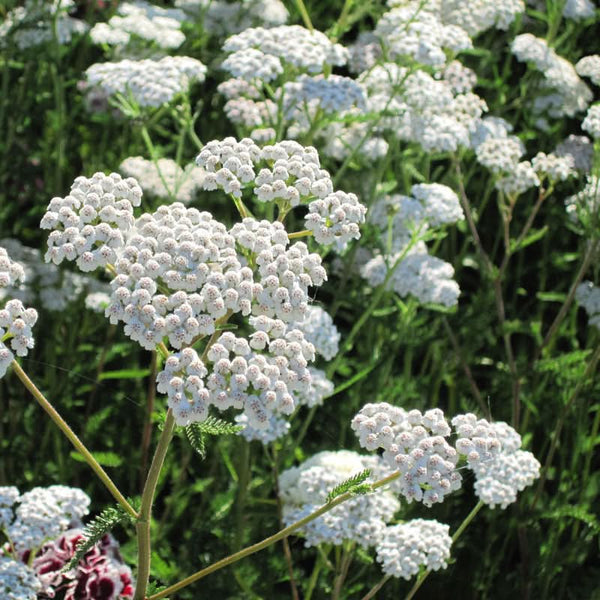 Organic White Yarrow Seeds For Planting (lb)