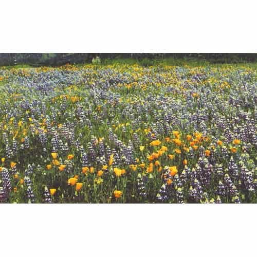 Organic California Native Blue & Gold Wildflower Mix (1/4 lb)