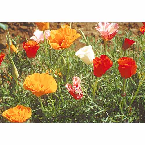 Organic California Poppy, Mission Bells (1/4 lb)