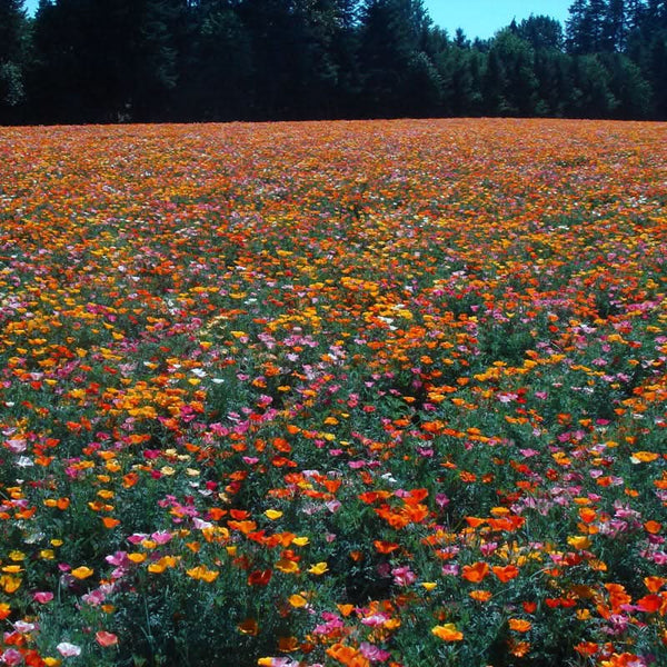 Organic Mission Bells California Poppy Flower Seeds