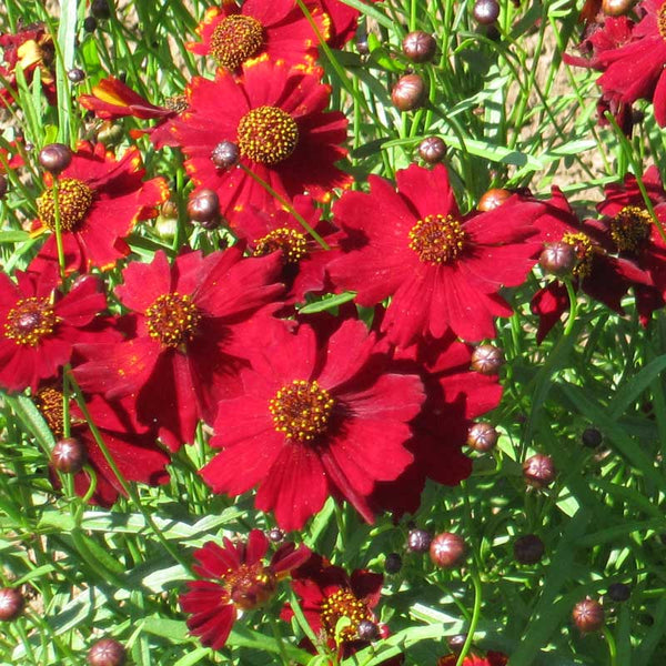 Organic Coreopsis, Dwarf Plains Red (pack)