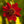 Organic Coreopsis, Dwarf Plains Red (pack)