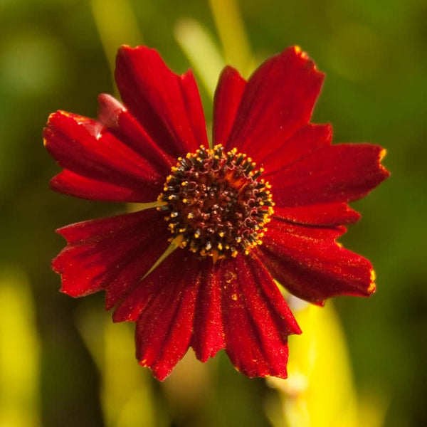 Organic Coreopsis, Dwarf Plains Red (pack)