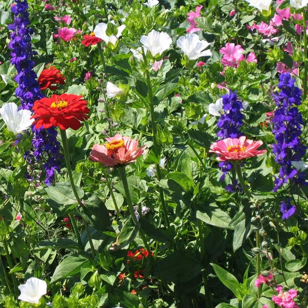 Organic North American Hummingbird Garden Wildlower Mix (lb)