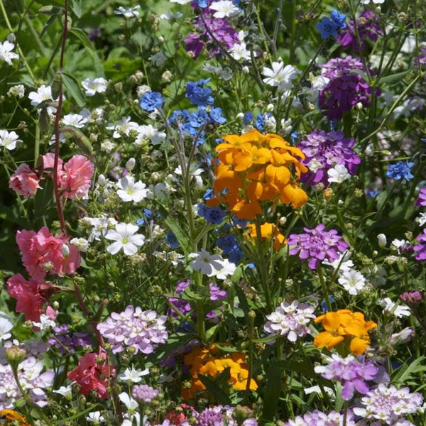 Organic North American Shade Wildflower Mix (lb)