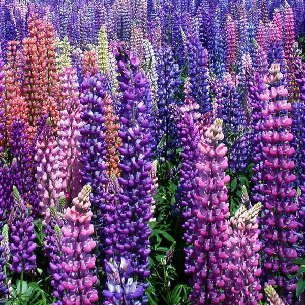 Organic Lupine, Russell (lb)