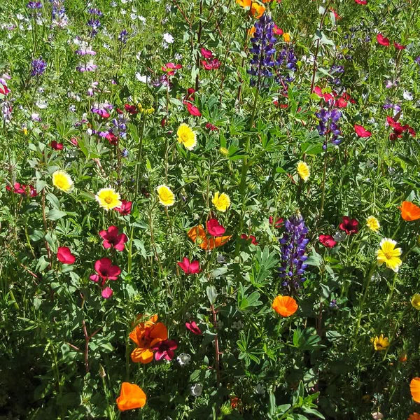 Organic California Native Wildflower Mix (pack)