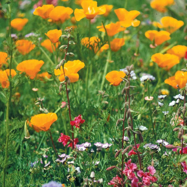 Organic California Native Wildflower Mix (pack)