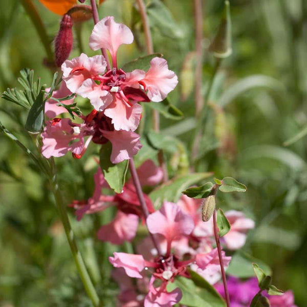 Organic Mountain Garland (1/4 lb)