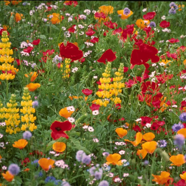 Organic Northwest Wildflower Mix (pack)