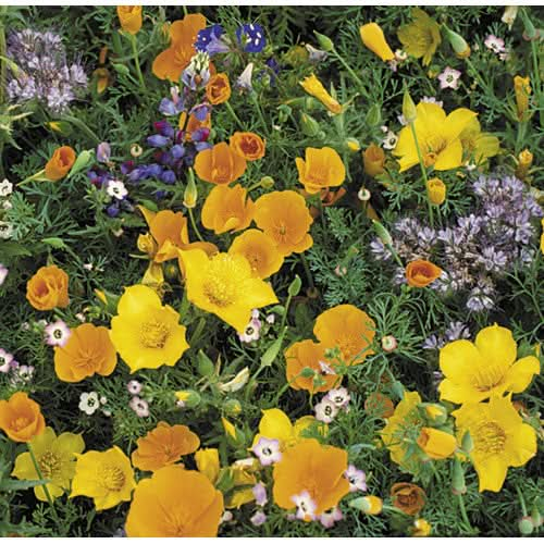 Organic Southwest Wildflower Mix (Pack)