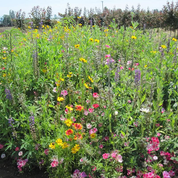 Organic Clay Soil Loving Native Wildflower Mix (1/4 lb)