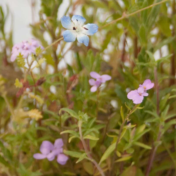 Organic California Low-Growing Wildflower Mix (pack)