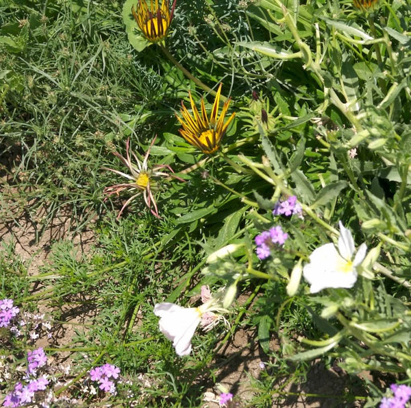 Organic California Perennial Wildflower Mix (1/4 lb)