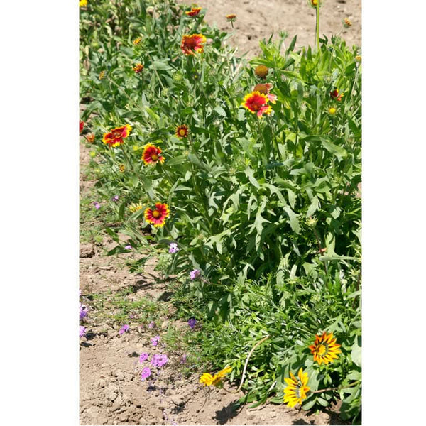 Organic California Perennial Wildflower Mix (1/4 lb)