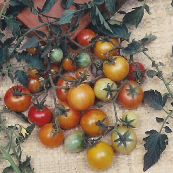 Organic Bi-color Cherry Tomato Seeds For Planting