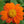 Organic Mexican Sunflower (1/4 lb)