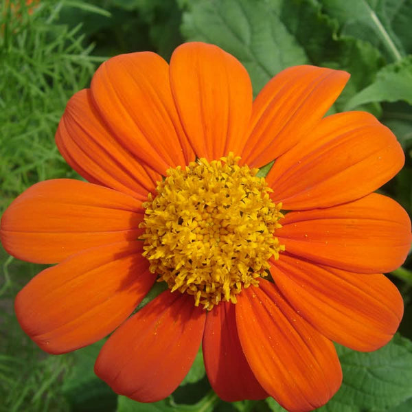 Organic Mexican Sunflower (1/4 lb)