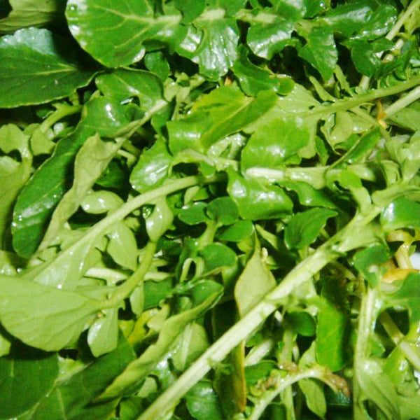 Organic Watercress Greens Seeds For Planting