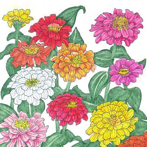 Organic California Mix Zinnia Seeds For Planting (lb)