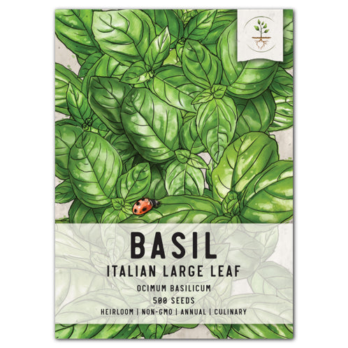 Italian Large Leaf Basil Seeds For Planting Ocimum basilicum