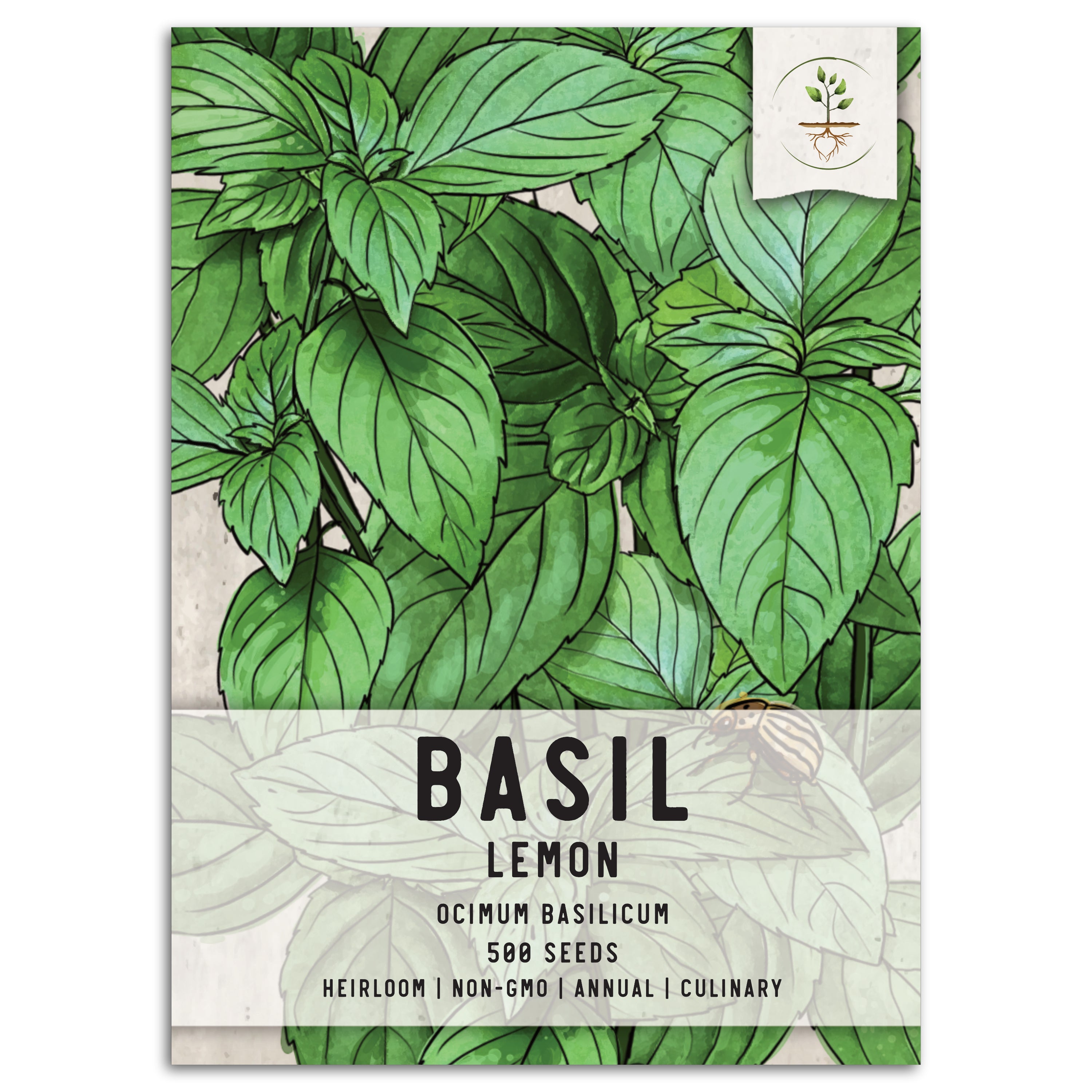 Lemon Basil Seeds For Planting Ocimum basillicum citriodorum