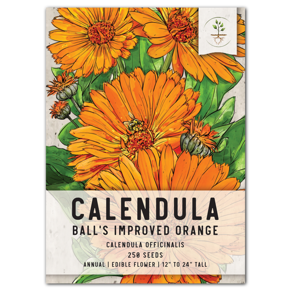 Orange Calendula Officinalis Et Une Tasse De Tisane Illustration