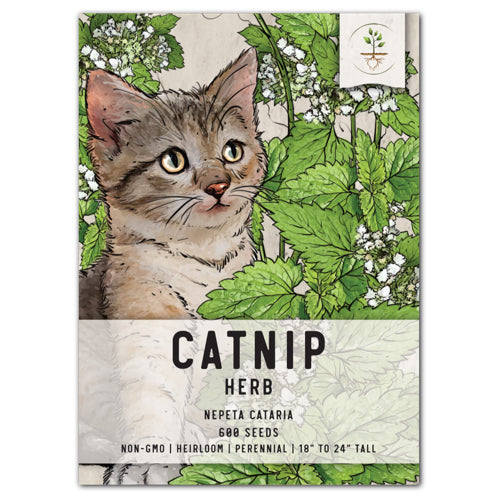 Catnip Seed, Nepeta Cataria Seed, 200 Catnip Seeds, Great for