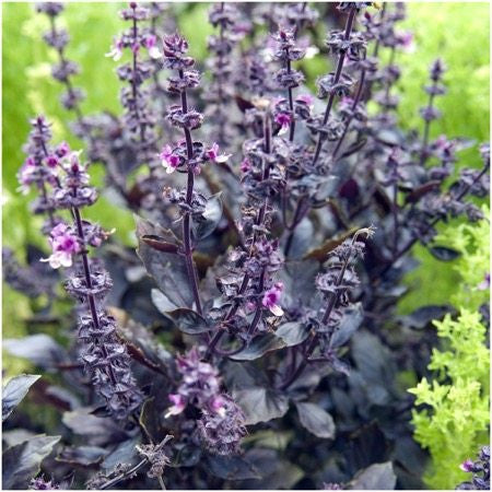 Dark Opal Basil Seeds For Planting Ocimum basilicum Seed Needs LLC