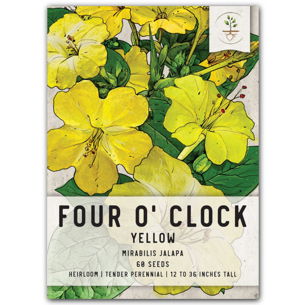 8 Mirabilis (Four o'clock) Flower plants