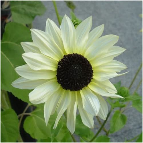 White sunflowers deals