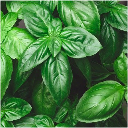 Italian Large Leaf Basil Seeds For Planting Ocimum basilicum