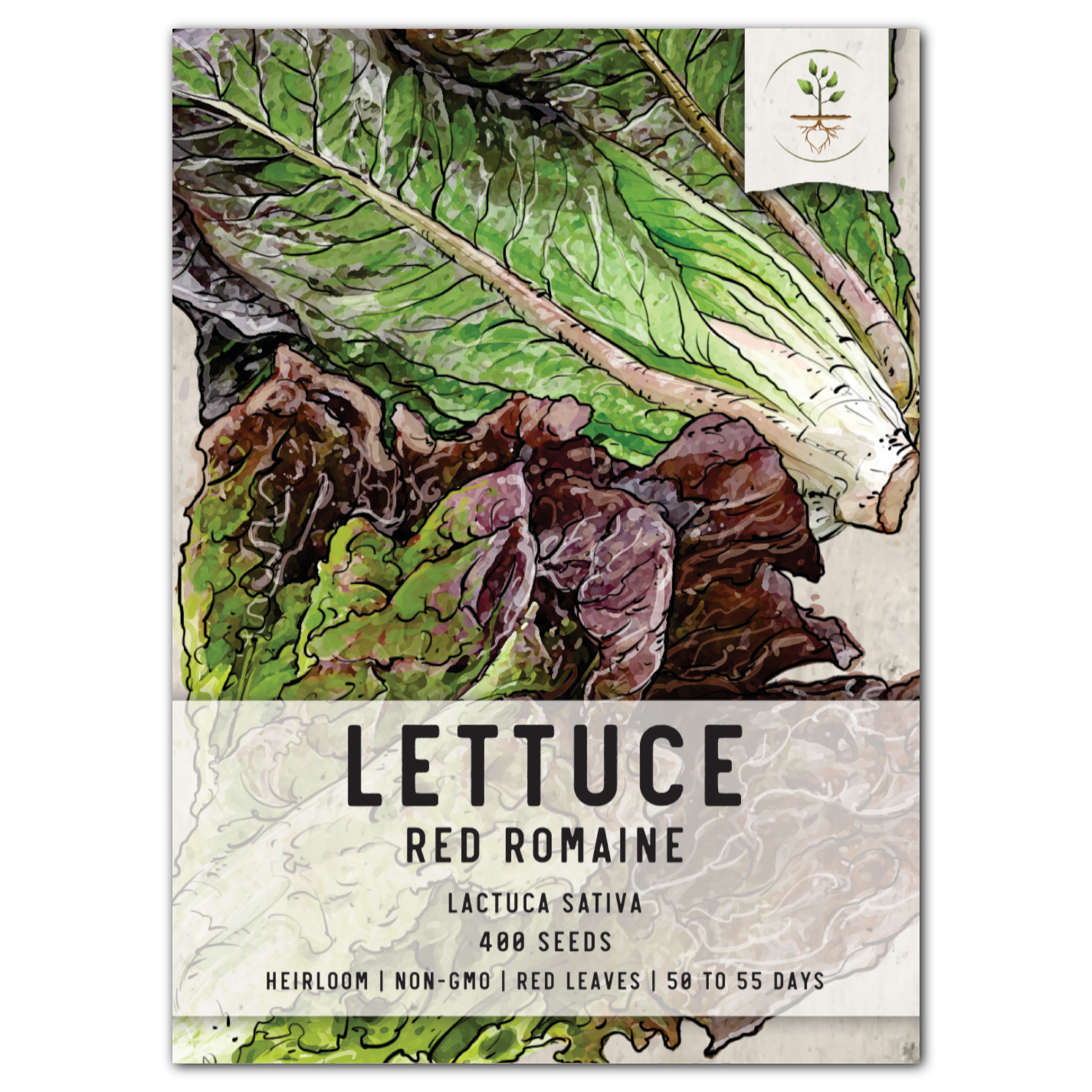 romaine lettuce sprouts
