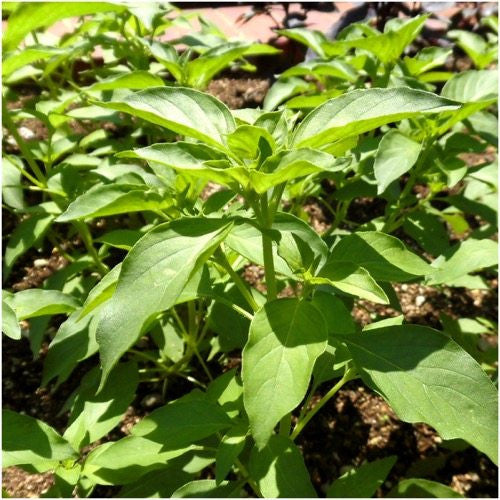 Lime Basil Seeds For Planting Ocimum x citriodorum Seed Needs LLC